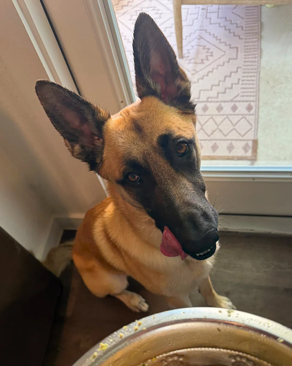 Argus waiting beside an early home-prepared meal with his tongue out.
